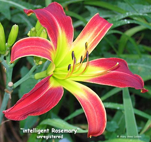 intelligent-Rosemary-MAL