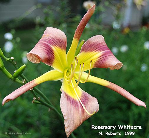 Rosemary-Whitacre-MAL