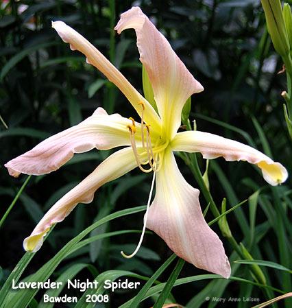 Lavender-Night-Spider-7-22-MAL