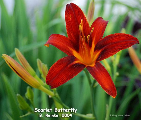 Scarlet-Butterfly-MAL