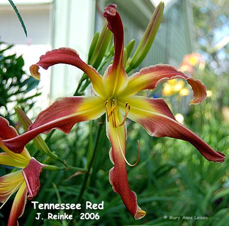 Tennessee-Red-MAL