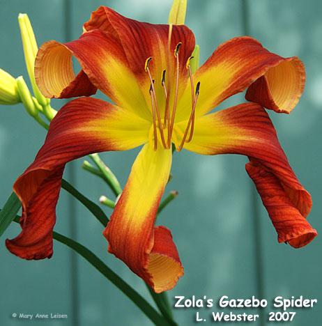 Zola's-Gazebo-Spider-MAL