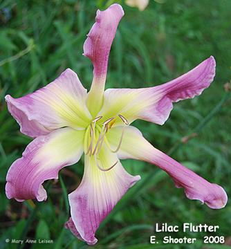 Lilac-Flutter-MAL