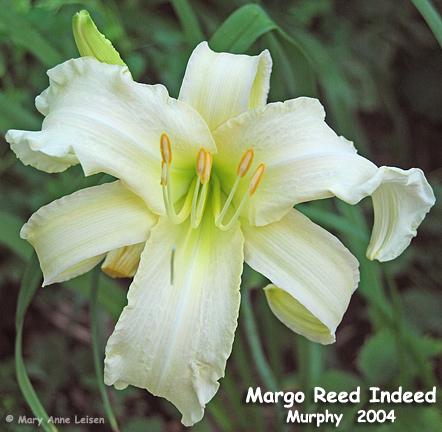 Margo-Reed-Indeed-MAL